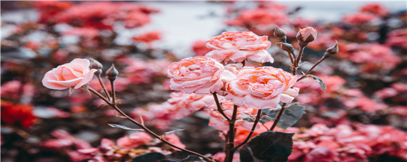 红木香蔷薇的花期是多久（木香和蔷薇哪个花期长）