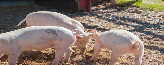 养猪常用必备八种药 养猪的防病药物有哪些