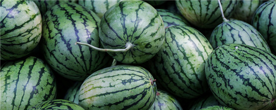 西瓜的生长习性 西瓜生长条件有哪些