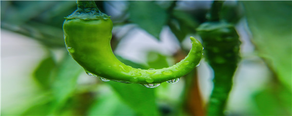 辣椒追肥的最佳时间（盆栽辣椒施肥时间和施肥量）