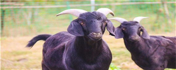 体型最大黑山羊品种 最好的黑山羊品种是什么