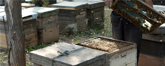 工产蜂群怎么处理 工产蜂怎么办