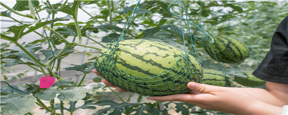 如何提高无籽西瓜坐果率 种植无籽西瓜应注意哪些问题