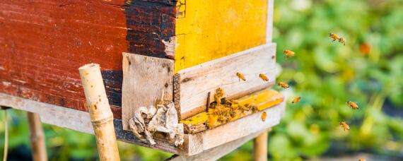 能采零星蜜源的意蜂品种 什么意蜂品种善于采集零星蜜源