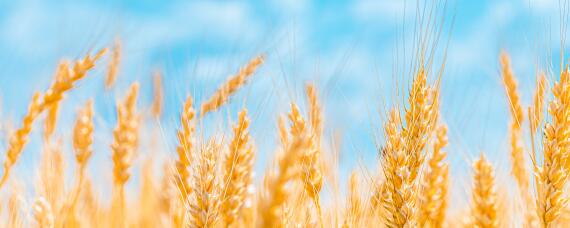 小麦最佳播种期是什么时候 小麦最佳播种期是什么时候?温度多少?播多少量?
