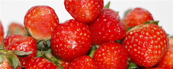 草莓各个时期的施肥方案 草莓各阶段施肥比例