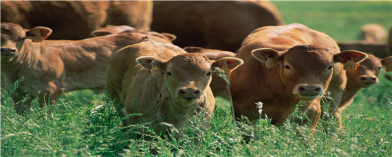 牛吃食物的反刍现象 牛吃食具有反刍现象