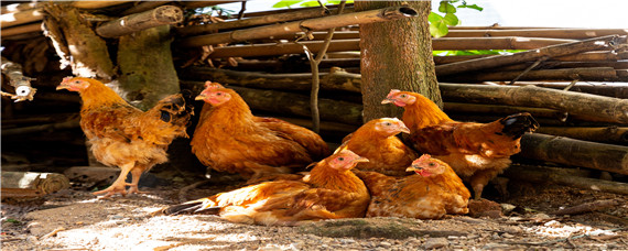 一只鸡到出栏能吃多少饲料 一个鸡一天能吃多少饲料