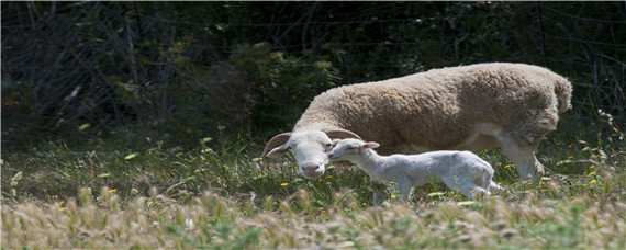 母羊怀孕几个月显肚 母羊怀孕几个月显肚视频