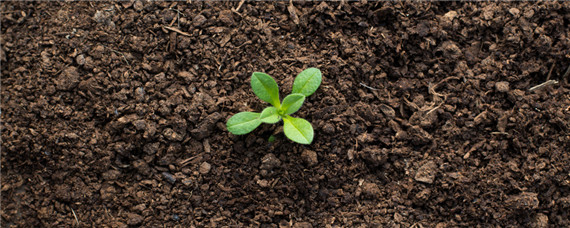 腐植酸肥料使用大忌 腐植酸肥料的作用和使用方法论文