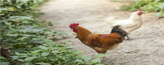 什么药可使鸡增加采食量 鸡吃什么药可以增加采食量