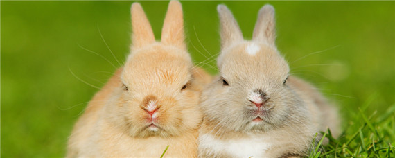 兔子能吃油菜吗（油菜兔子是不是不能吃）
