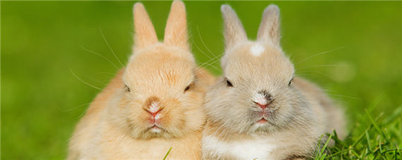 公兔和母兔可以放在一起养吗 母兔和母兔能一起养吗