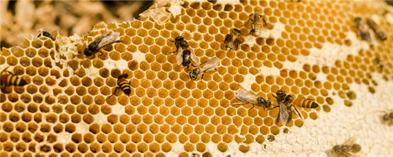 蜜蜂进粉是蜂王产卵了吗 有粉有蜜蜂王为何不产卵