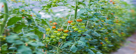 番茄的常见病虫害及防治方法（番茄主要病虫害及防治）
