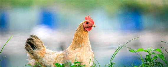 卢丁鸡养几个月才是成年鸡? 芦丁鸡多长时间孵出小鸡