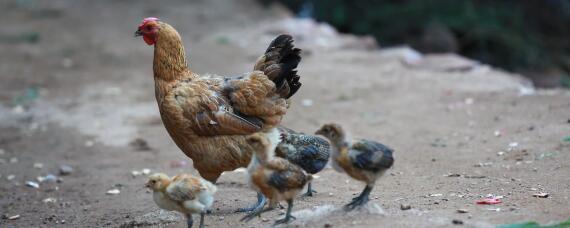 人工孵小鸡简单的过程 人工小鸡孵化过程