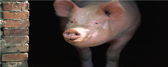 母猪产前几天水门肿 母猪生产时水门肿是怎么回事