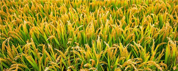 稻纵卷叶螟防治特效药 防治水稻卷叶螟特效药
