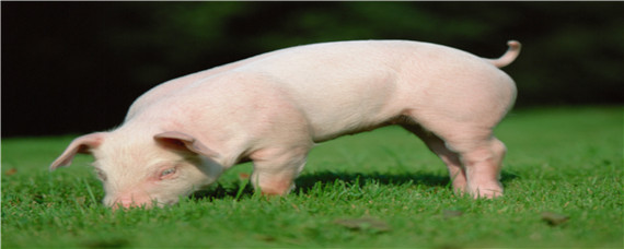 猪一年产几次猪仔（猪一年产多少次）