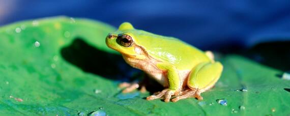 青蛙一年可以捕捉大约几只害虫 青蛙每天能捉多少只害虫
