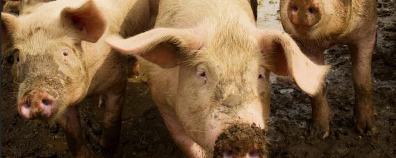 猪粪便最佳处理方法 猪粪便如何处理