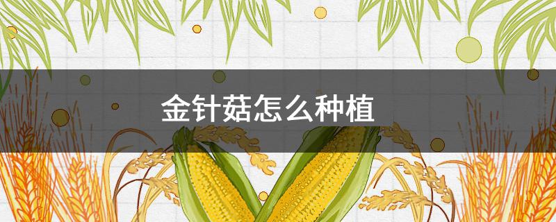 金针菇怎么种植（金针菇怎么种植方法和图片）