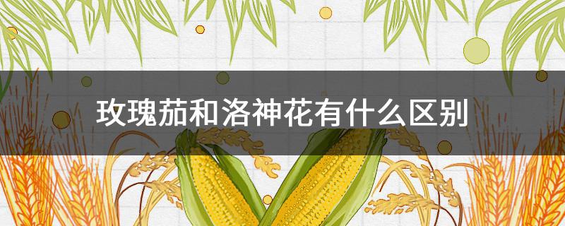 玫瑰茄和洛神花有什么区别 玫瑰茄和洛神花一样吗