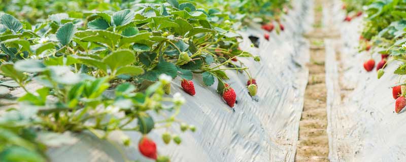 草莓苗种植方法（草莓苗种植方法如下）