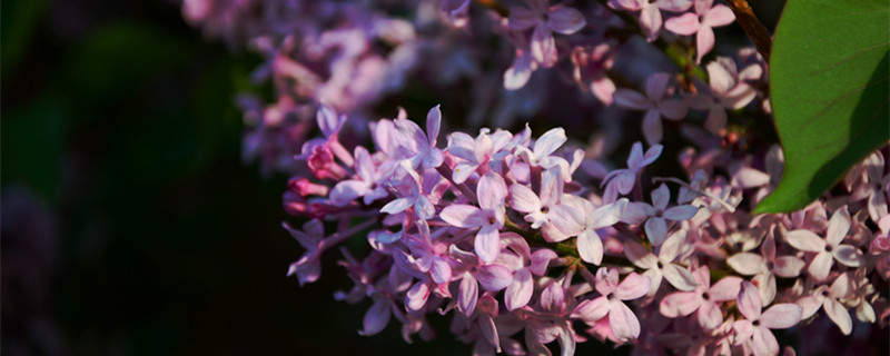 紫丁香的花语 紫丁香的花语功效特点诗词