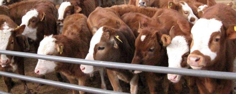 肉牛养殖效益怎么样，附发展趋势 肉牛养殖发展前景