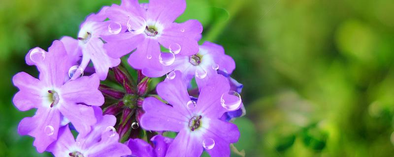 紫花苜蓿草的种植时间和方法 紫花苜蓿草什么时候种植
