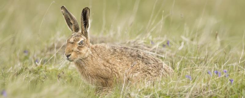 野兔的养殖前景，有哪些经济价值 野兔养殖效益