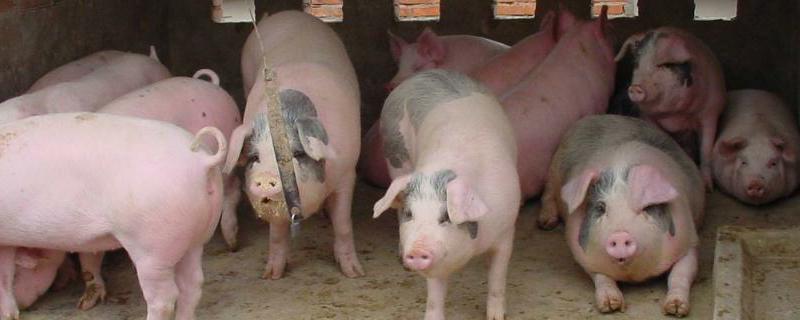 现在建一个环保养猪场要投资多少钱 环保养猪场需要多大的投资
