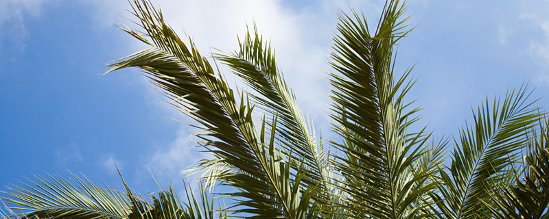 酒瓶椰子的养殖方法和注意事项 盆栽椰子的养殖方法和注意事项