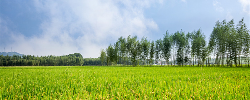 盐碱地适合种什么 盐碱地适合种什么花