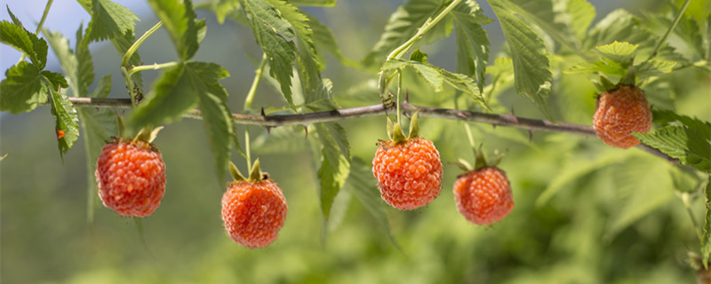 树莓和覆盆子的区别（树莓和覆盆子是一个东西吗）