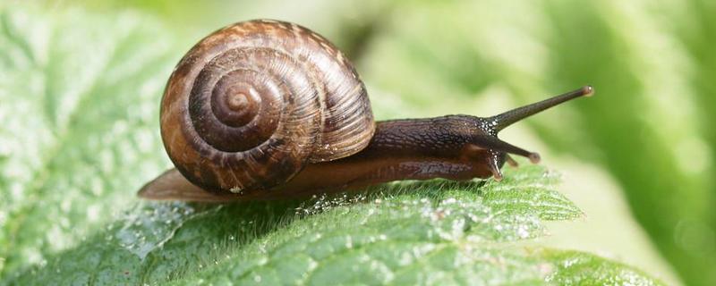 蜗牛的养殖前景，蜗牛的药用价值（蜗牛的养殖前景,蜗牛的药用价值是什么）