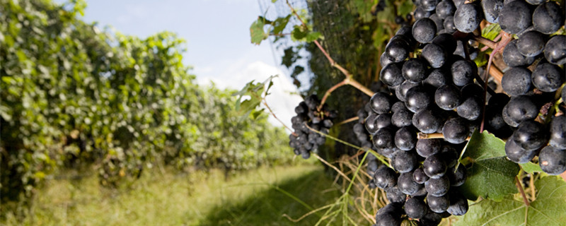 适合北方庭院种植的葡萄品种 北方适合栽什么品种的葡萄