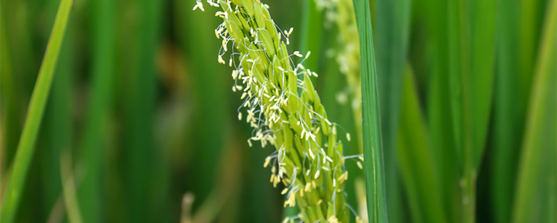 水稻花是两性花还是单性花（水稻的花是单性花还是两性花）