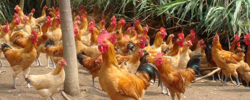 柴鸡养殖利润分析，前景如何 养殖柴鸡的利润与成本