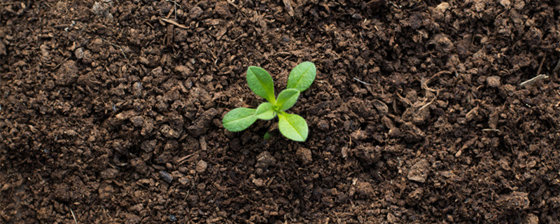 增加土壤肥力的方法有哪些（你还知道其他提高土壤肥力的方法吗?）