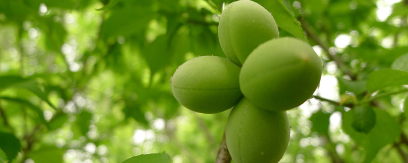 杏树是裸子植物还是被子植物 红杏属于裸子植物吗