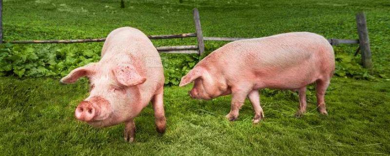 野猪养殖成本利润分析（野山猪养殖成本及利润差）