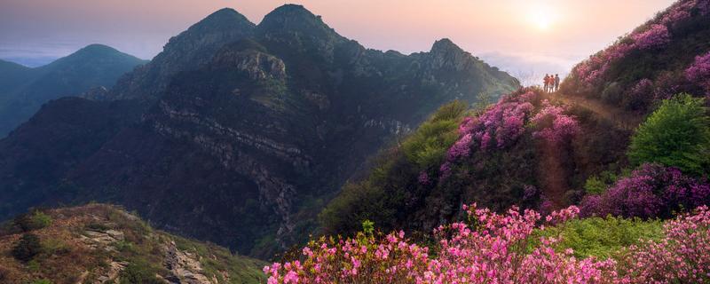 云南拥有最大的什么花种质资源库，云南拥有的最大花种质资源库培育的是什么花