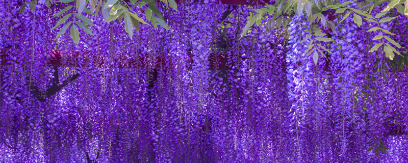 紫藤花和紫槐花的区别 紫藤花和紫槐花一样吗