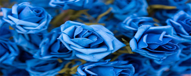 蓝色玫瑰代表什么意思（红色玫瑰和蓝色玫瑰代表什么意思）