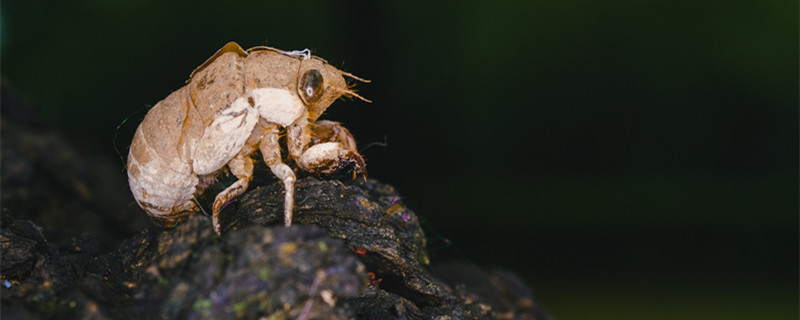 金蝉是怎么种在地里面的 野生金蝉是怎么在地里面的