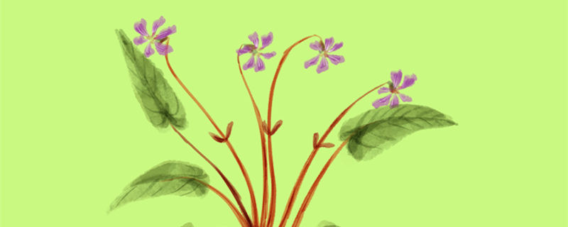 地丁草和紫花地丁一样吗 和紫花地丁很像的草