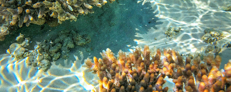 珊瑚种类（文玩珊瑚种类）